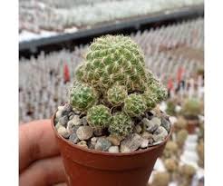 Image result for Ceropegia breviflora