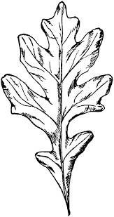 Free Vintage Digital Stamps Free Digital Stamp Oak Tree Oak Tree Drawings Oak Leaf Tattoos Oak Tree Tattoo
