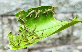 A Group Of Grasshopper Or Locust Babies Eating Leaves Insect Macro Photography Stock Photo Picture And Royalty Free Image Image 124968916