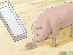 This advert is located in and around. 3 Ways To Care For A Pet Pig Wikihow