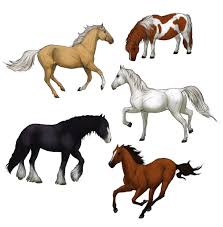 How do you draw an arabian horse? Sketchbook Original How To Draw Horses Monika Zagrobelna