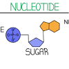 Abkürzung für englisch single nucleotide polymorphismus, variationen snp genotyping — is the measurement of genetic variations of single nucleotide polymorphisms. 1