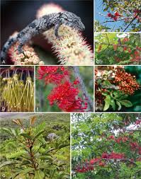 Image result for Cunonia