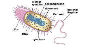 Feb 08, 2018 · the golgi apparatus is sometimes considered the post office of the cell, where items are packaged and labeled. Cell Organelles Structure And Functions With Labeled Diagram
