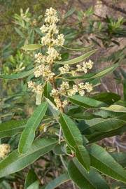 Image result for Ozoroa