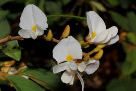 Image result for Baphia massaiensis