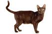 Havana Brown Cat Breed Information, Pictures ...