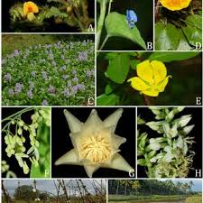 Image result for Aeschynomene sp. E