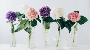 Maybe you would like to learn more about one of these? Hydrangea Facts And How They Got Their Colour Bloomthis