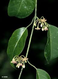 Image result for Marsdenia