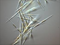 Protein identified in certain microalgae changes conversation about climate  change