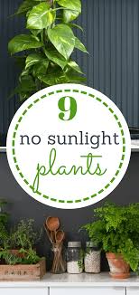 No Sunlight Plants Indoor Garden Indoor Gardening Indoor Plants Indoor Herb Garden Gardening Garden Ideas Indoor Vegetable Gardening Plants Herbs Indoors
