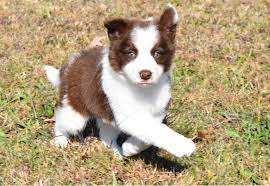 Kaixin A Red And White Border Collie Puppy Running And Playing On A Crisp Autumn Day Border Collie Puppies Collie Puppies Collie