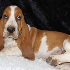 For sale is a tour ep by say anything. Benjamin Basset Hound Puppy 607874 Puppyspot