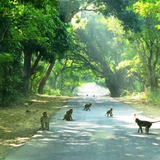 Sanjay Gandhi National Park: History, Key Attractions & Tips
