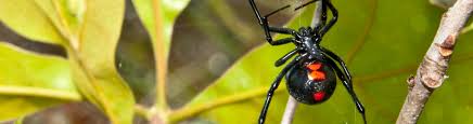 Read on to learn more about black widow baby spiders, their appearance, and other interesting facts such spiders live the longest in captivity. Black Widow Spiders Fact Or Fiction Impact Pest Elimination