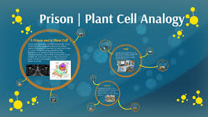 This will be the smooth endoplasmic reticulum. Prison Plant Cell Analogy By Ben Wiggin