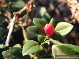 Image result for Carissa bispinosa