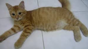 Maybe you would like to learn more about one of these? Cara Merawat Kucing Kampung Agar Bulunya Lebat Kucing Sobo
