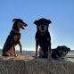 Gary White Working Dog School event image