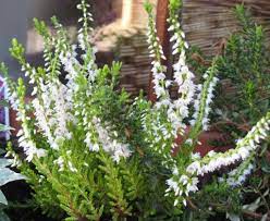 Last Scent Of Summer Northern Lace Heather Plant Plants Spring Bulbs