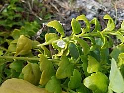 Image result for Nesogenaceae