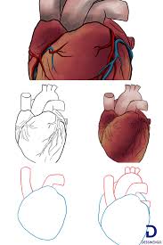 Acheter dans le cadre d'un cours de dessin au collégial. Comment Dessiner Un Coeur Humain Coeur Humain Dessin Dessin Coeur Comment Dessiner Un Coeur