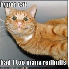 Hyper Cat Had 1 Too Many Redbulls Funny Cat Pictures Cats And Kittens Cute Cats