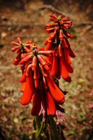 Image result for Erythrina zeyheri