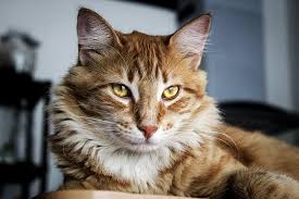 Poodle cats are some of the most adorable animals to ever walk the face of the earth. Long Furred Brown Cat With Yellow Eyes Photo Free Pelusa Image On Unsplash