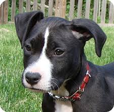 Pitbull puppy paw rescue, columbia, north carolina. Kalamazoo Mi Pit Bull Terrier Meet Bruno A Pet For Adoption
