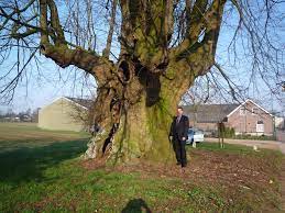 Oldest Linden Tree In The Netherlands 600 Yrs Trees To Plant Tree Big Tree
