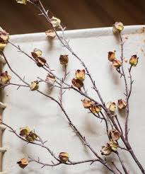 It is consumed both hot and cold. Artificial Dry Hibiscus Flower Stem 35 4 Tall Dried Hibiscus Flowers Hibiscus Flowers Hibiscus