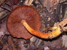 Image result for Umbilicus botryoides