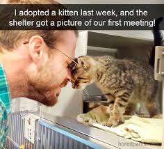 Best dank cat memes.part 5! 159 Hilarious Cat Snapchats That Will Leave You With The Biggest Smile New Pics Bored Panda