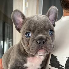 We did not find results for: Brindle French Bulldog Puppies For Sale In Florida