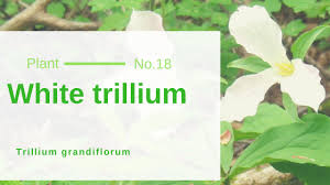 We did not find results for: White Trillium Trillium Grandiflorum Ontario S Official Flower And Most Photogenic Edible Medicinal Wild Plant Song Of The Woods