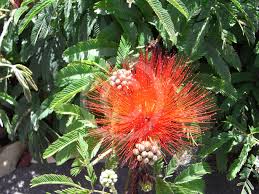 Image result for Calliandra tweedii