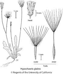 Image result for Hypochaeris