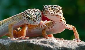 Leopard Gecko Lighting Lighting Accessories Leopard Gecko Pet Lizards Reptiles Pet