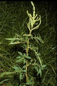 Image result for Amaranthus spinosus