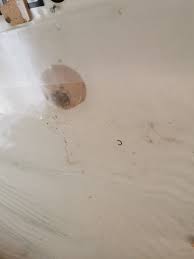 Image result for site:byggahus.se insektsangrepp