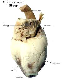 Posterior Sheep Heart Anatomy Large Animal Vet Heart Anatomy Anatomy And Physiology