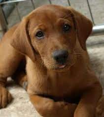 We did not find results for: 16 Best Fox Red Labrador Puppy Ideas Fox Red Labrador Red Labrador Labrador Puppy