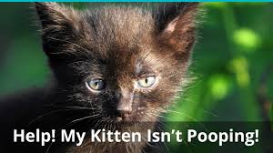 If you notice your cat making frequent trips to the litter box, you should first verify whether your cat is actually cat diarrhea isn't uncommon, but it's also not something to ignore. Help My Cat Or Kitten Isn T Pooping Why Isn T It And How To Help It