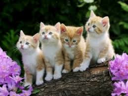 Please note, these cats are from rescues and shelters nationwide and are not available through the aspca. Kitten Wallpaper Wallpapers For Free Download About 3 009 Wallpapers