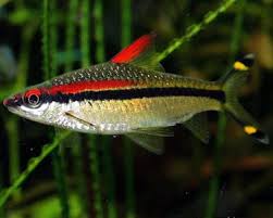 Denison Barb - Barbus Denisonii - Tropical Fish Site