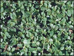 Image result for Alternanthera caracasana