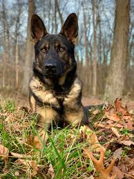 Dehartsdogs russell springs, ky 42642. Rodina Straze German Shepherds Home Facebook