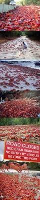 The Annual Christmas Island Red Crab Migration Christmas Island Underwater Life Ocean Animals